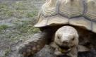 The Fastest and Hungriest Turtle on Earth